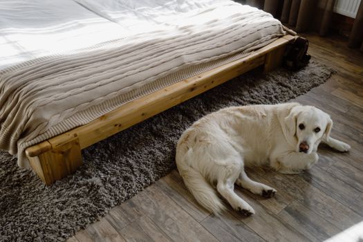 明亮的卧室里，金毛猎犬轻松地躺在木床旁的地毯上