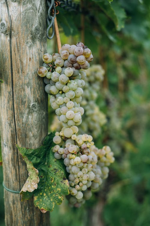 Green grape bunches hanging on wooden log in vineyard plantation in summer day
