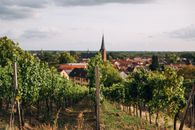 Picturesque view of green vineyard with lush vegetation near city under cloudy sky