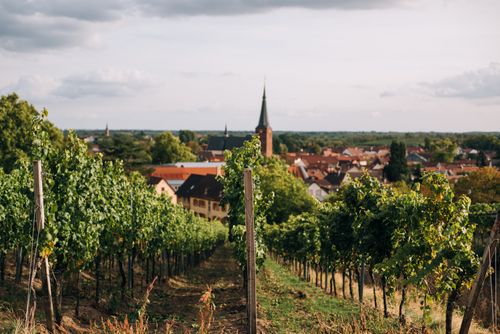 Free Picturesque view of green vineyard with lush vegetation near city under cloudy sky Stock Photo