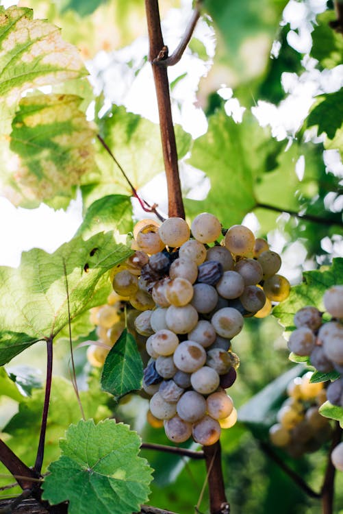 Ripe grapes on twig in vineyard · Free Stock Photo