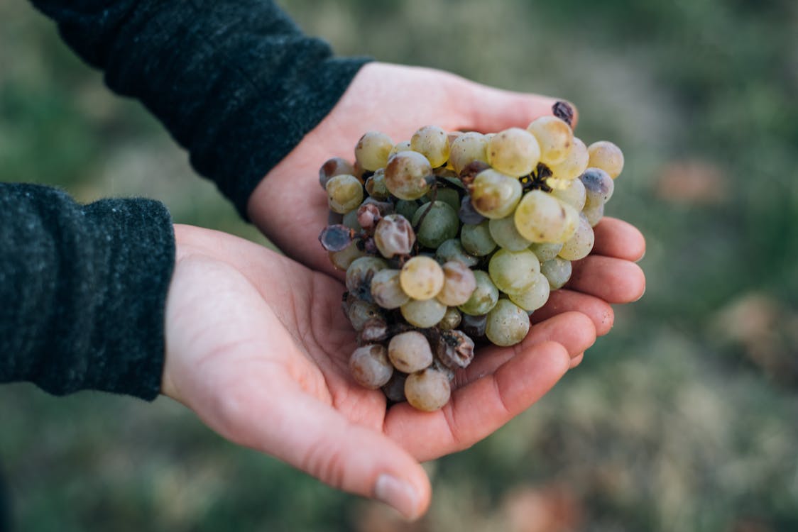 Crop unrecognizable person demonstrating ripe of fresh grapes on hands in summer vineyard