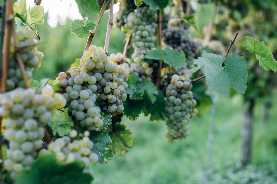 Bunches of ripe grapes hanging on twigs in vineyard in bright summer day