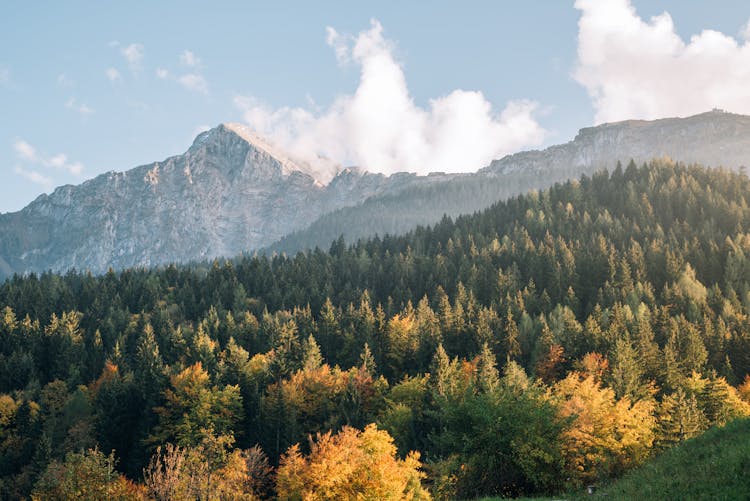 Coniferous Forest Near Mountains Under Sky