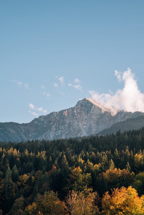 Free Mountain behind lush evergreen forest Stock Photo