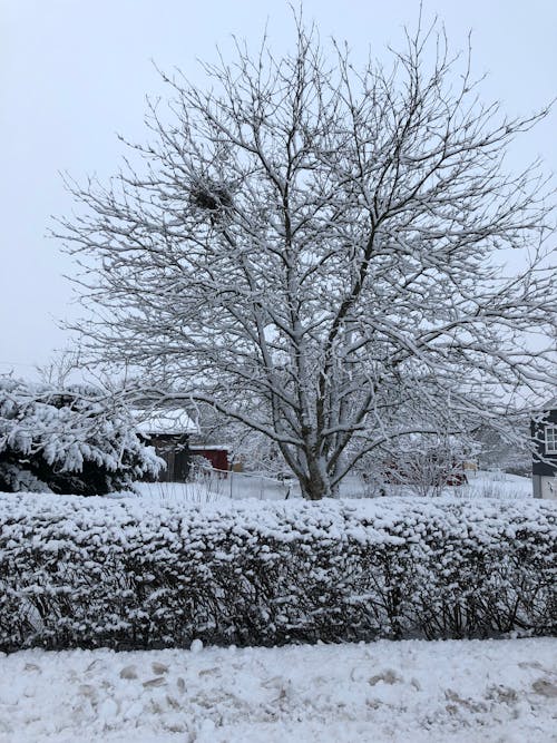 Foto d'estoc gratuïta de arbres nus, cobert de neu, hivern