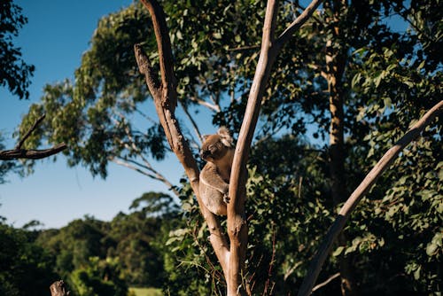 Cute wild koala sitting on wooden trunk of leafless tree in sunny park