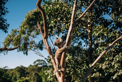 Wild koala bear sitting on leafless wood in green forest under bright sunlight