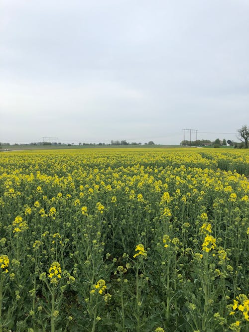 Foto d'estoc gratuïta de agricultura, camp, cel ennuvolat