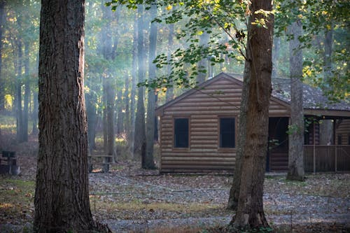 Immagine gratuita di abbandonato, albero, autunno