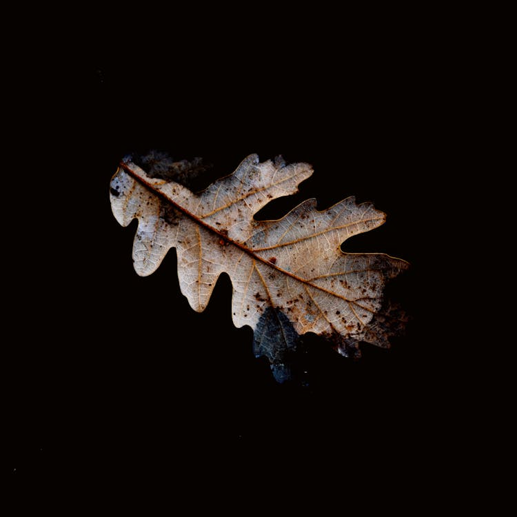 Oak Leaf In Black Background