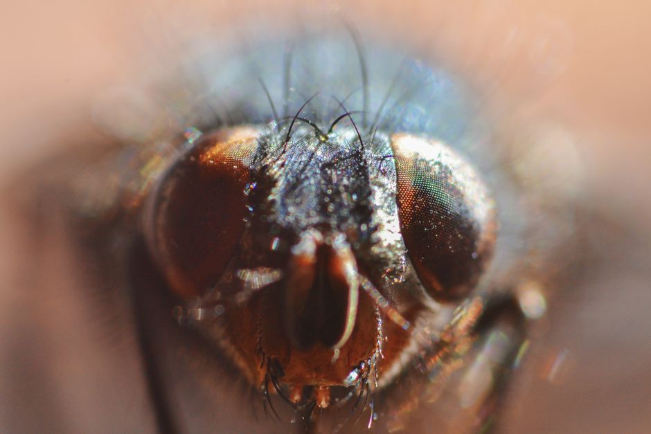 Close-up macro image showcasing the intricate eyes and features of a housefly.