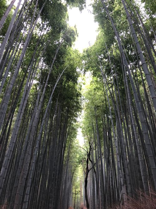 Free Experience the serene beauty of the Arashiyama Bamboo Grove in Kyoto, Japan, with this stunning vertical shot. Stock Photo