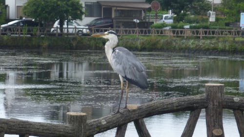 Free stock photo of birds, grey bird, heron on fence by water Stock Photo