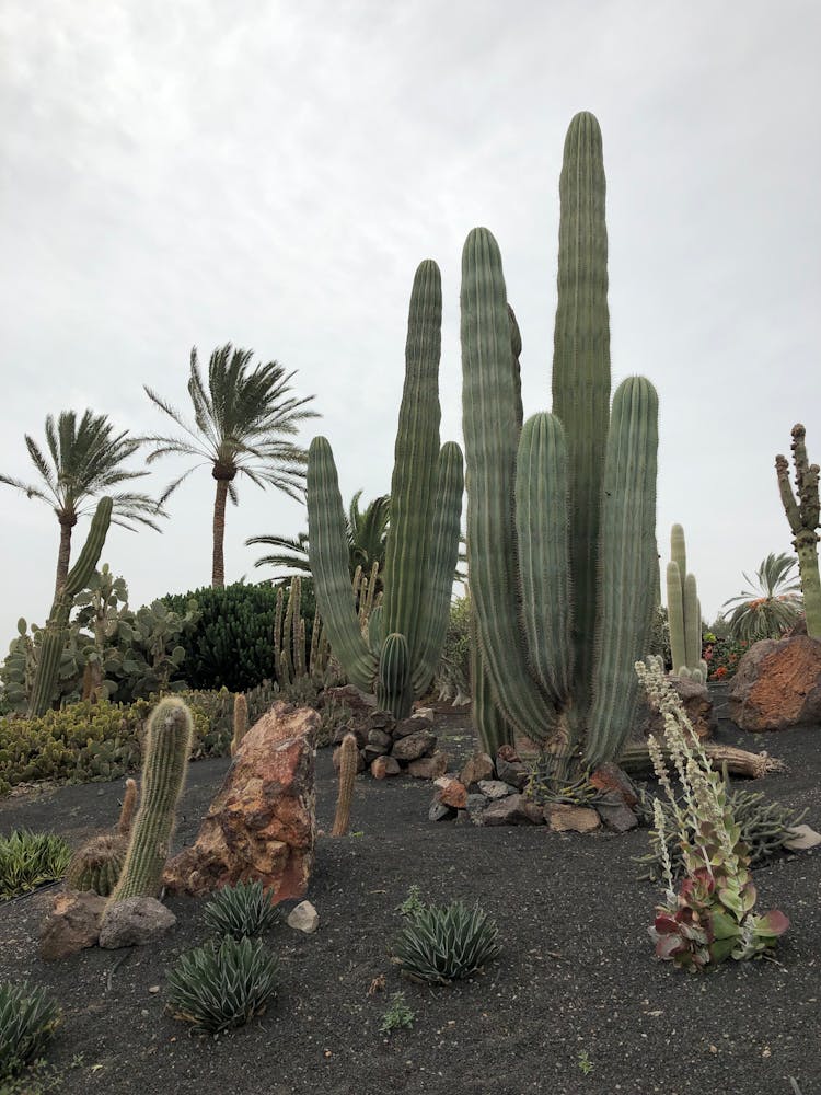 Tall Green Cactus Plants