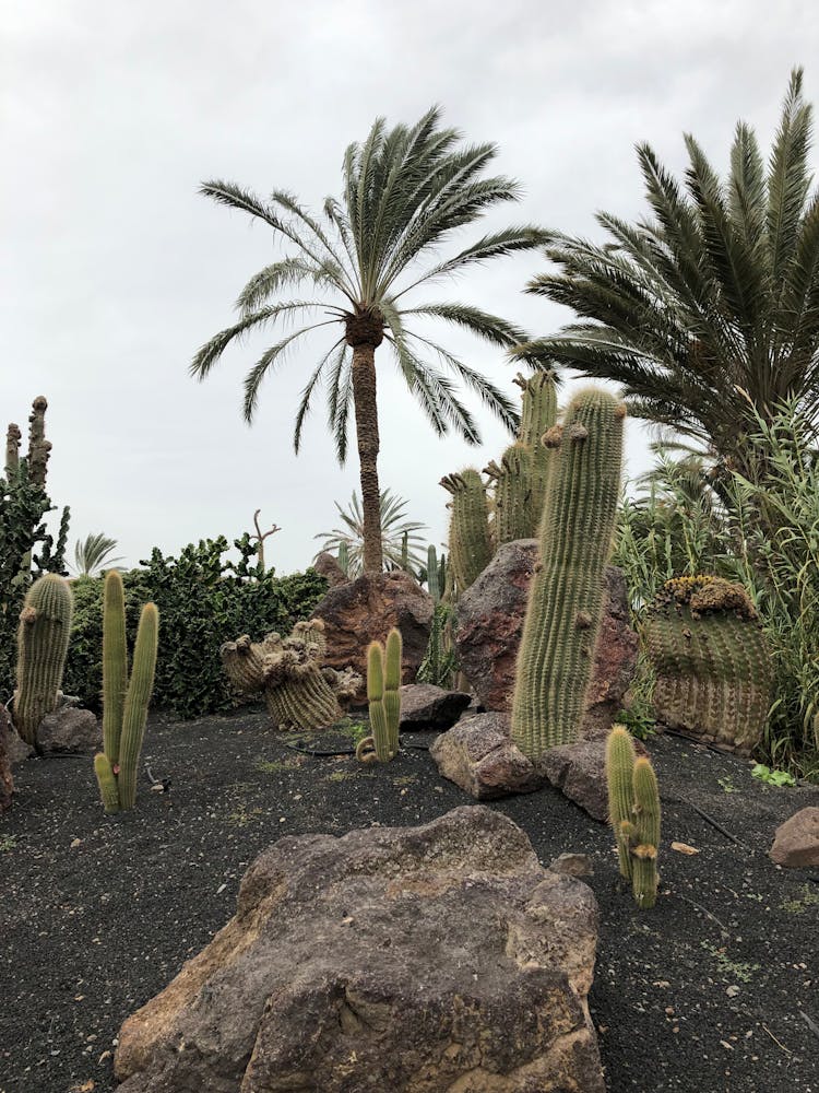 Tall Trees And Big Cactus Plants