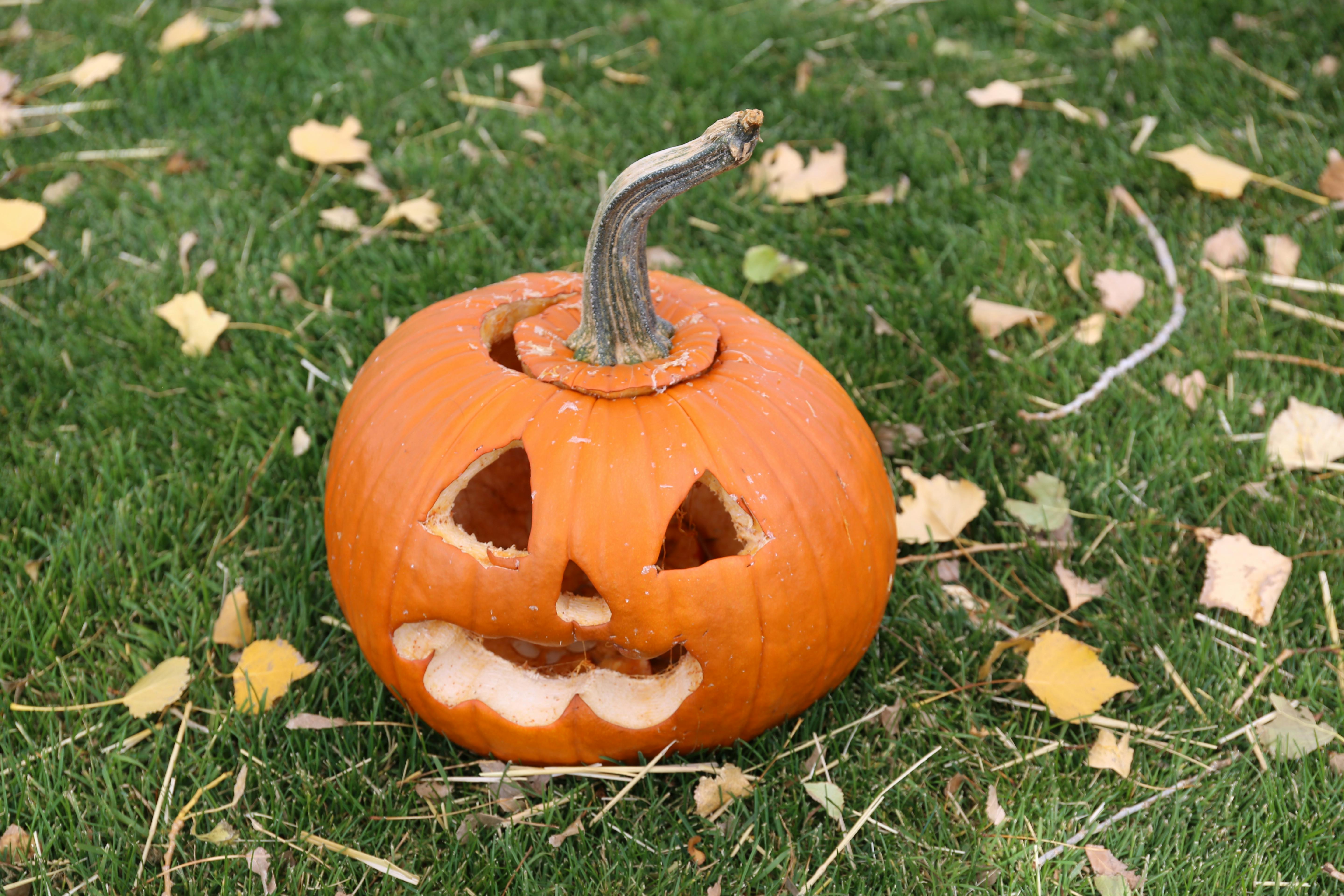 Jack O Lantern on Green Grass
