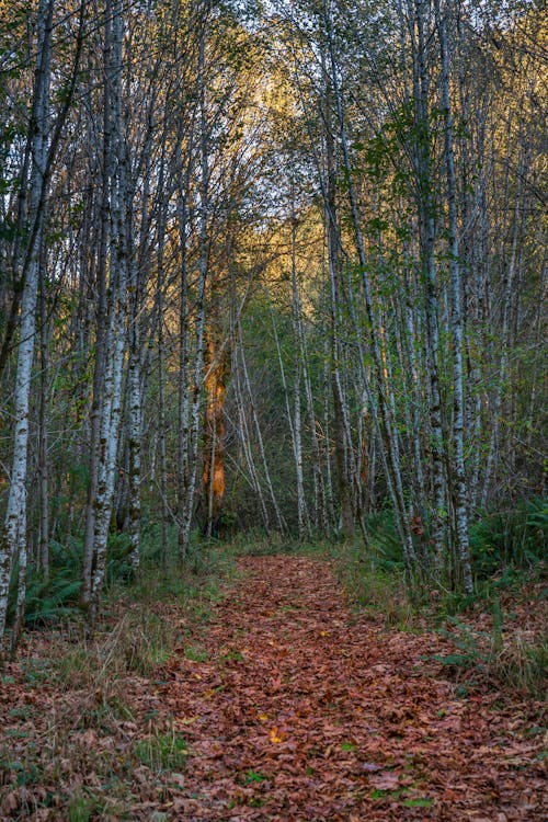 A Path Between Birch Trees in an Autumn Forest 
