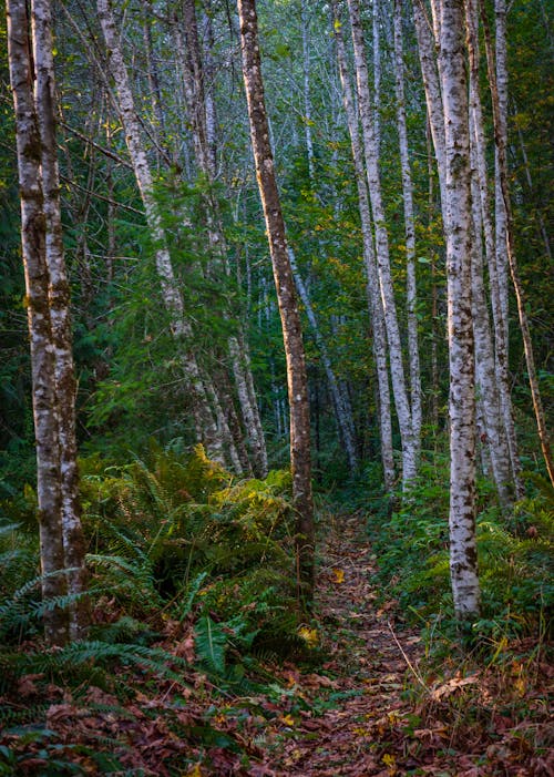 Photos gratuites de arbres, centrales, forêt