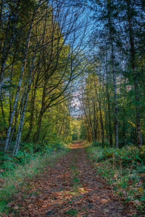 Free A tranquil footpath through the lush forests of Olympia, WA, showcasing nature's beauty. Stock Photo