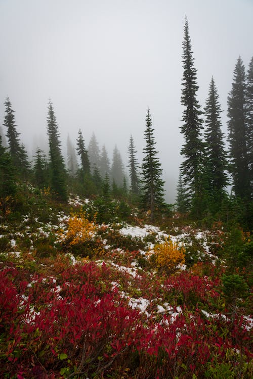 Greenery on a Steep Foggy Mountain 