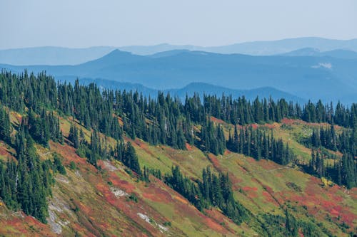 Trees over Hills and Mountains