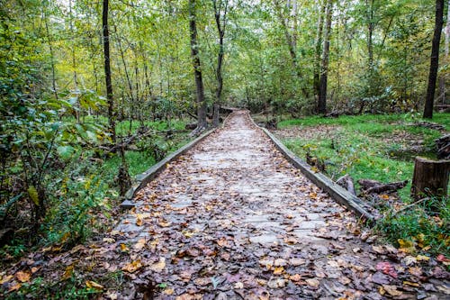 Concrete Pathway Covered with Fallen Leaves in the Woods