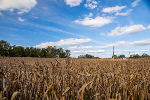 View of a Corn Field under the Cloudy Sky