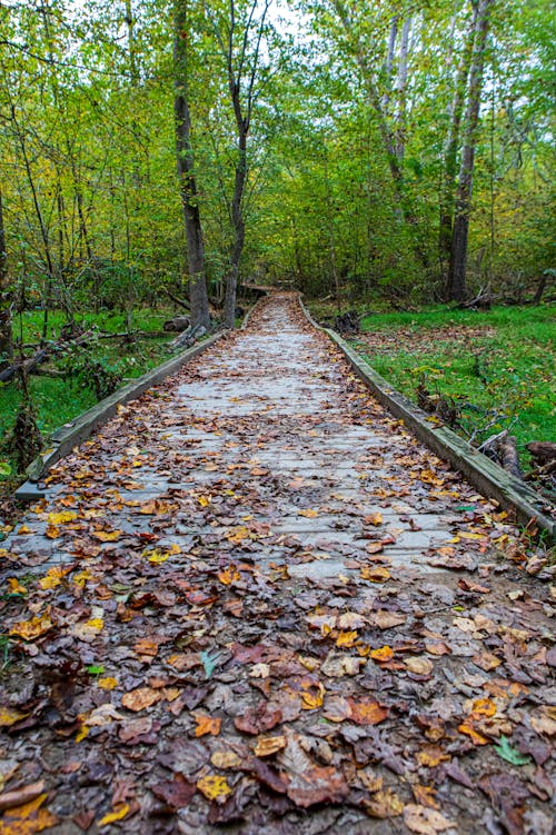 A Foot Path Covered in Fallen Leaves