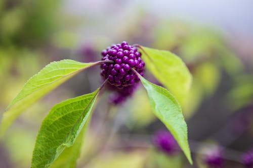 Gratuit Imagine de stoc gratuită din 4k, american beautyberry, angiospermă Fotografie de stoc