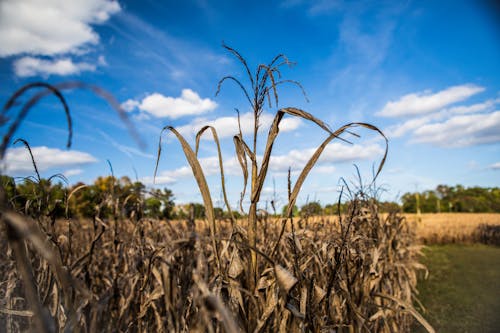 бесплатная Бесплатное стоковое фото с красивое небо, кукуруза, поле Стоковое фото