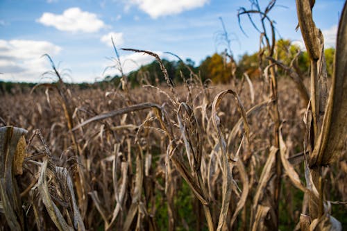 Dried Corn Field Under the Blue Sky