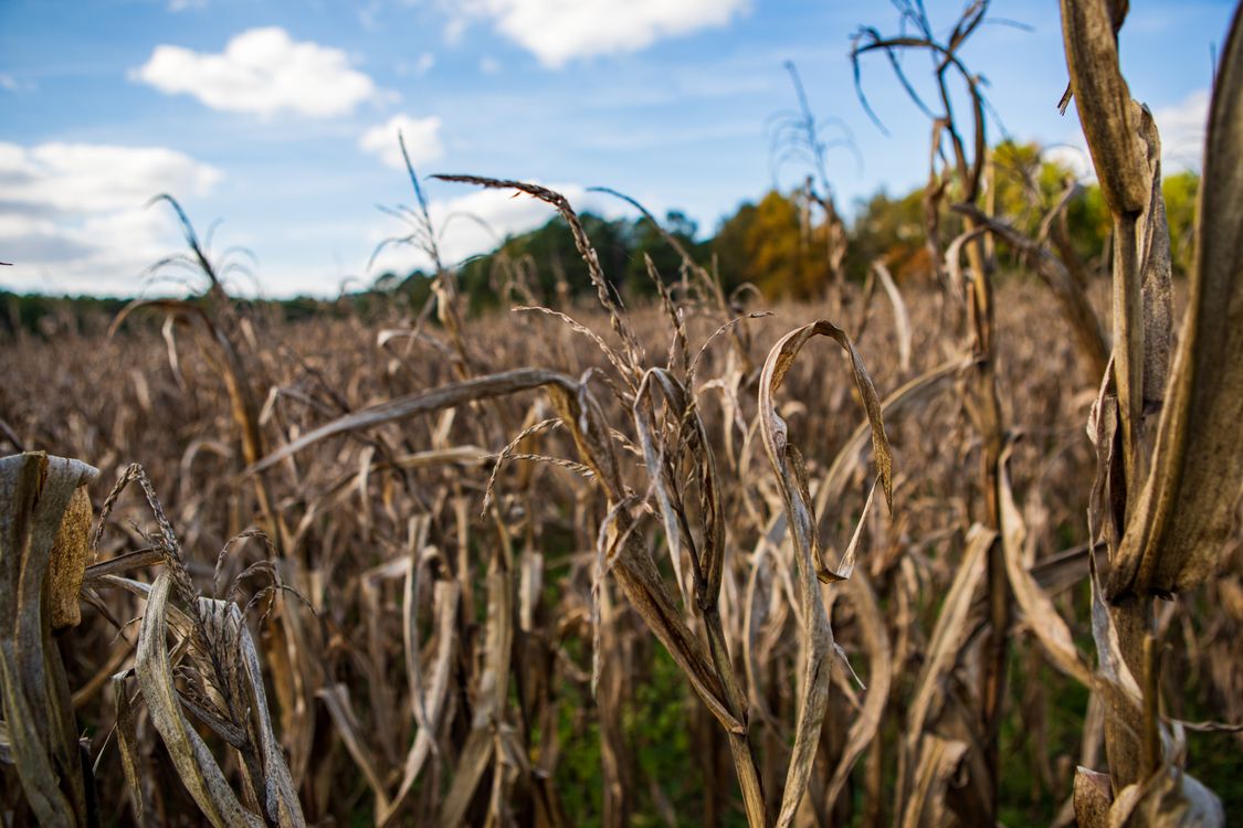Dried Corn Field Under the Blue Sky · Free Stock Photo