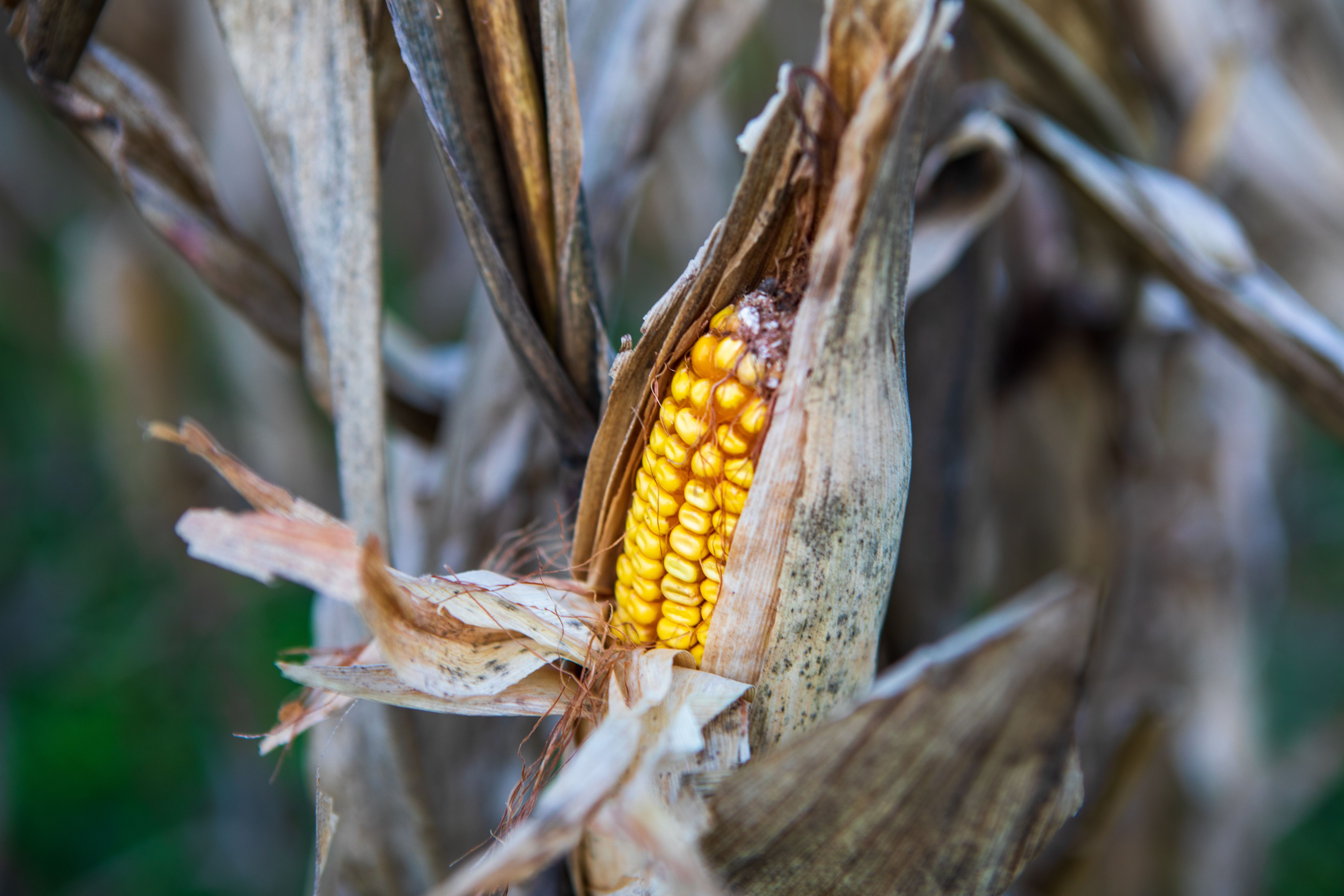 Close-up of a maize cob drying on the plant, husk peeled back to show mature yellow kernels. To check maturity with no tools, look at the base of a kernel for the black layer — a small dark dot that means the grain is filled and no longer needs rain.