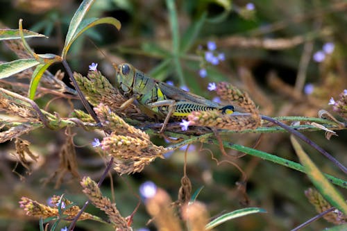 Free Close-up of Grasshopper Sitting on Grass Stock Photo