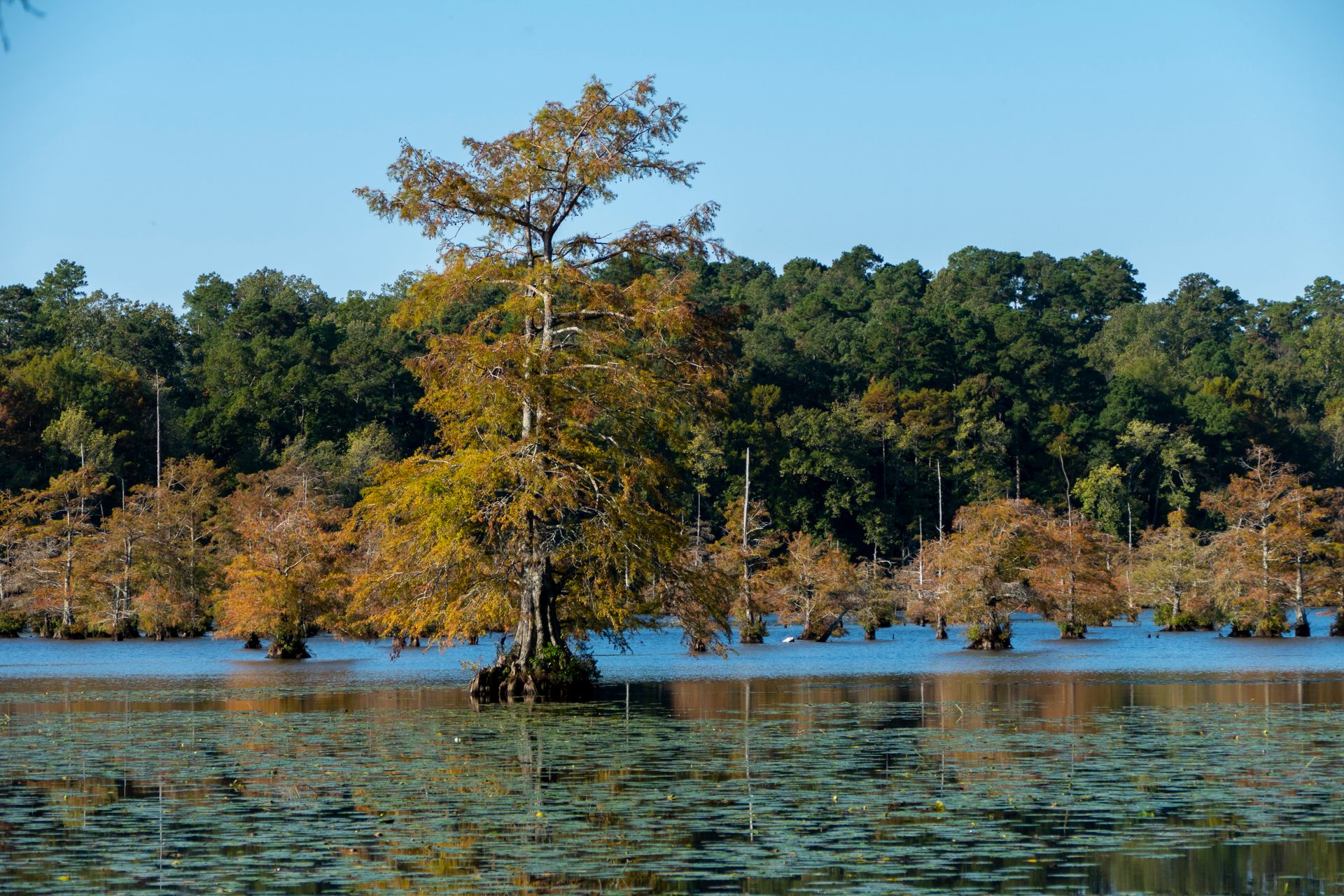 Beautiful autumn scene with cypress trees in a tranquil lake surrounded by a lush forest.