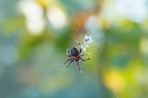 Web, 動物, 害怕 的 免費圖庫相片