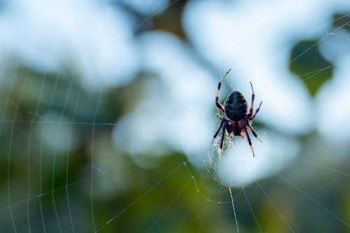 Fotos de stock gratuitas de animal, arácnido, araña