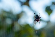 Brown Spider on Web in Close Up Photography