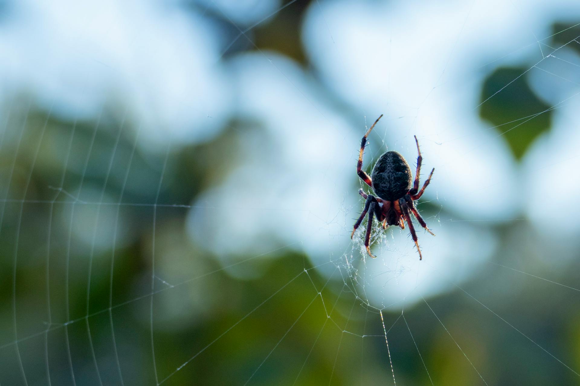 A Spider on a Web