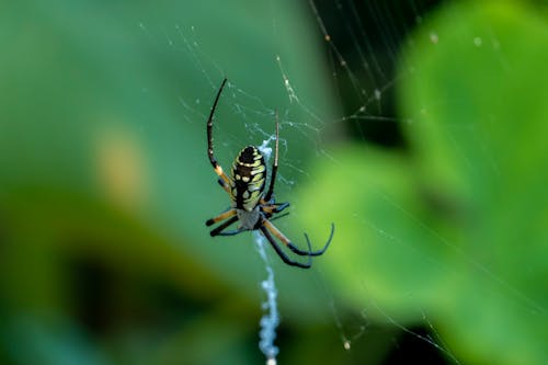 Fotos de stock gratuitas de animal, arácnido, araña