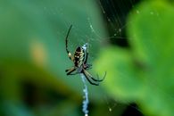 Black and White Spider on Web in Close Up Photography