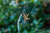 Black and Yellow Spider on Web in Close Up Photography