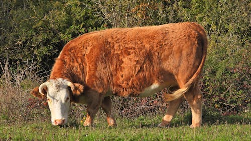 Hereford Cow Grazing 