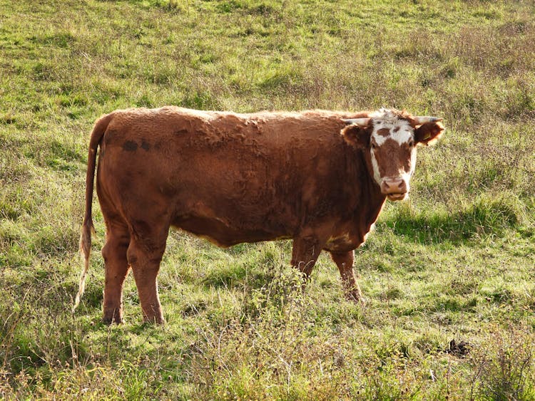 Brown Simmental Cattle On Green Grass 