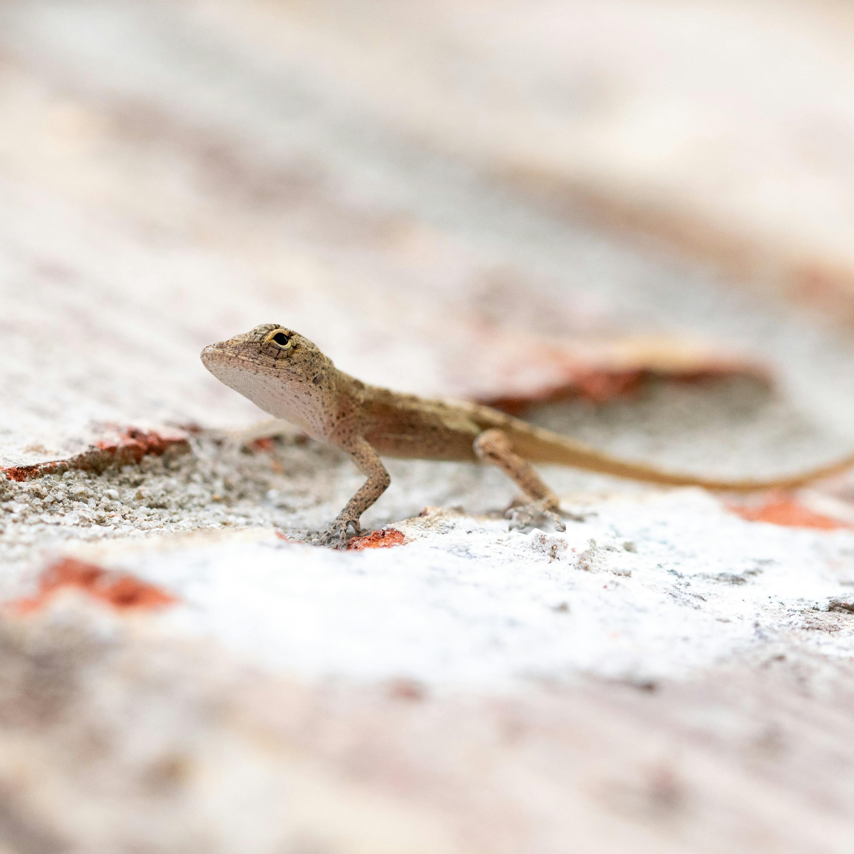 Close-up photo of a brown anole lizard on a textured surface, highlighting its camouflage abilities.