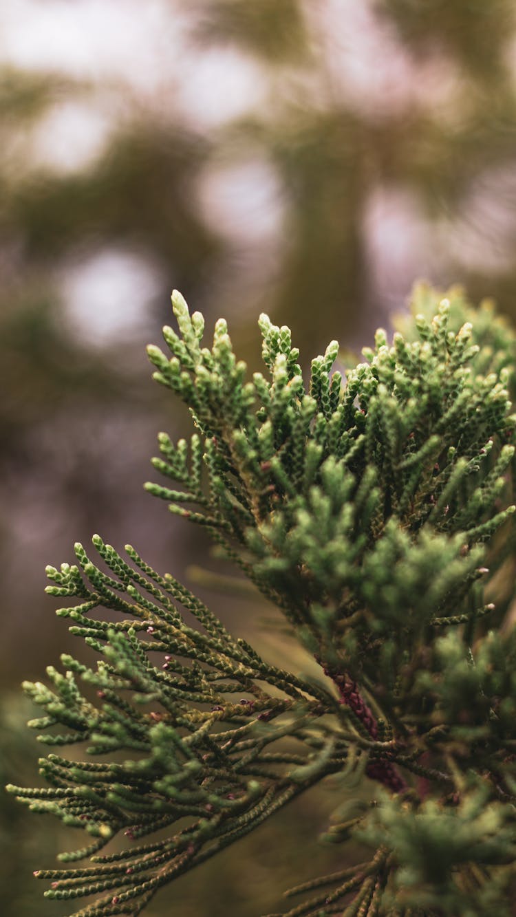 Juniper Shrub In Close-Up Photography