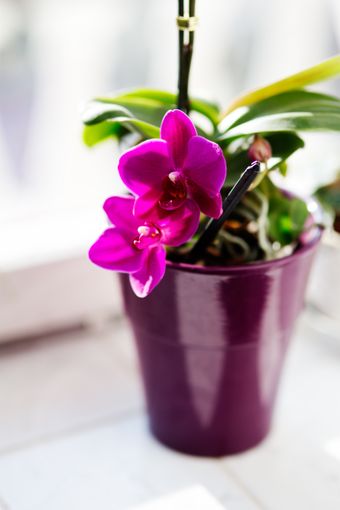 Orchid in a glazed pot, photo by Karolina Grabowska on Pexels