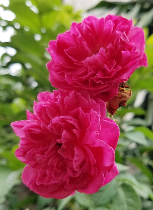 A Close-up Shot of Garden Roses