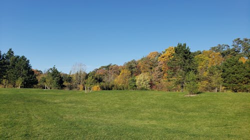 A Green Grass Field with Trees Under the Blue Sky